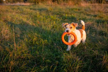 Jack Russell Terrier dişinde turuncu bir oyuncak yüzük taşıyor..