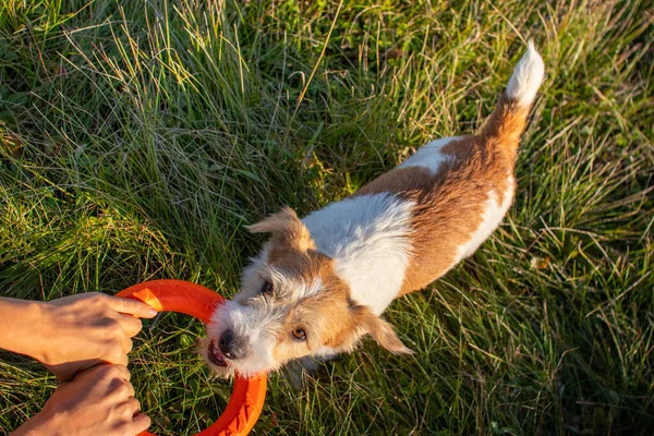 Dra Orange Leksaksringar Med Jack Russell Terrier — Stockfoto