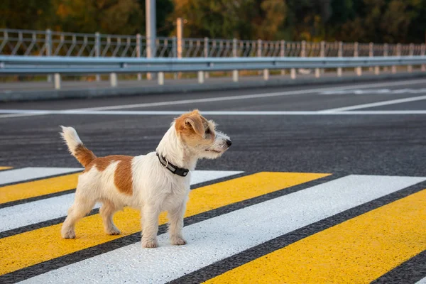 Jack Russell Terrier Szczeniak Biegnie Sam Przejściu Dla Pieszych Przez — Zdjęcie stockowe