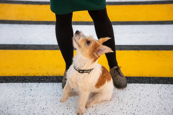 Szczeniak Jack Russell Terrier Siedzi Stóp Dziewczyny Przy Przejściu Dla — Zdjęcie stockowe