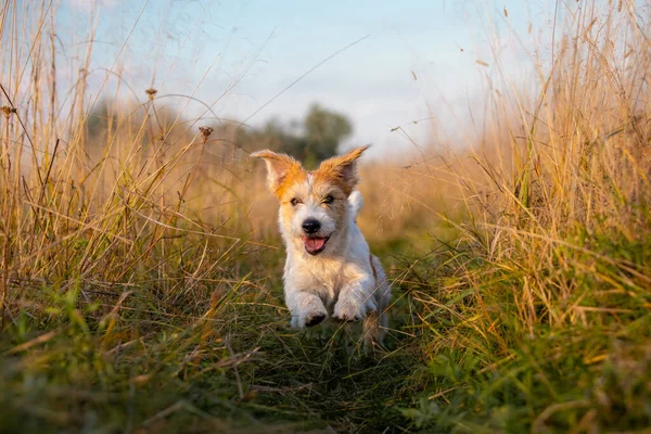 Jack Russell Terrier Valp Kör Ett Fält Hög Höst Gräs — Stockfoto