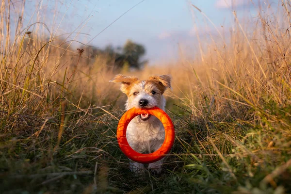 Egy Jack Russell Terrier Kiskutya Egy Narancssárga Játékgyűrűt Hordoz Fogai — Stock Fotó