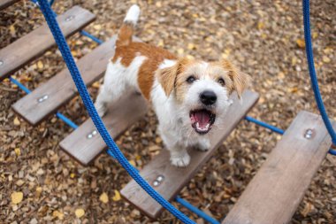 Çeviklik dersi. Köpek eğitim kasabası. Tel saçlı Jack Russell Terrier köpek yavrusu sallanan ip merdivende yürüyor..