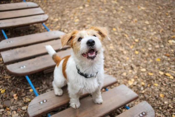 Çeviklik dersi. Köpek eğitim kasabası. Tel saçlı Jack Russell Terrier köpek yavrusu asılı halat merdivenin basamağında oturuyor..