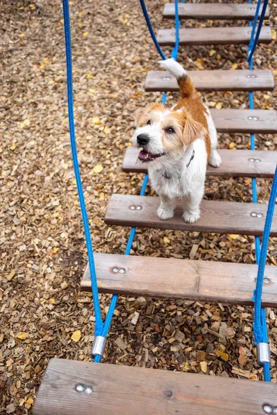 Çeviklik dersi. Köpek eğitim kasabası. Tel saçlı Jack Russell Terrier köpek yavrusu sallanan ip merdivende yürüyor..