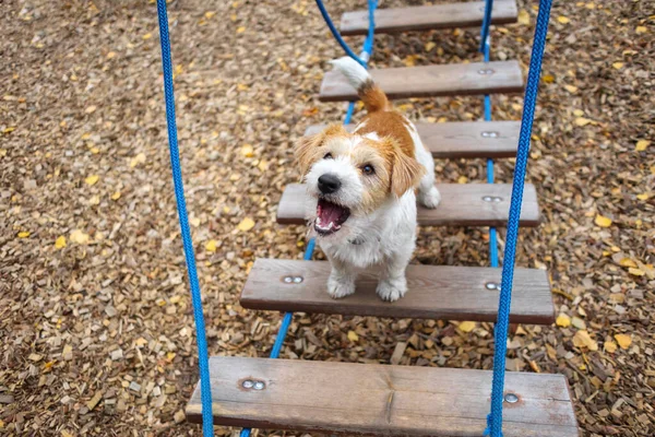 Agilitás Lecke Kutyakiképző Város Wrehaired Jack Russell Terrier Kiskutya Sétál — Stock Fotó