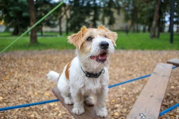 Çeviklik dersi. Köpek eğitim kasabası. Tel saçlı Jack Russell Terrier köpek yavrusu asılı halat merdivenin basamağında oturuyor..