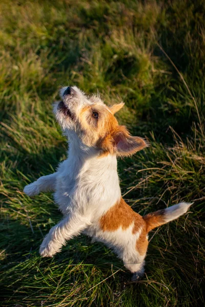 Jack Russell Terrier Fica Suas Patas Traseiras Grama Verde — Fotografia de Stock