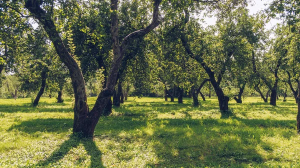 Green apple garden in summer. Old curvy fruit trees orchard park during sunny day, no people around. Kolomeskoe, Moscow, Russia.