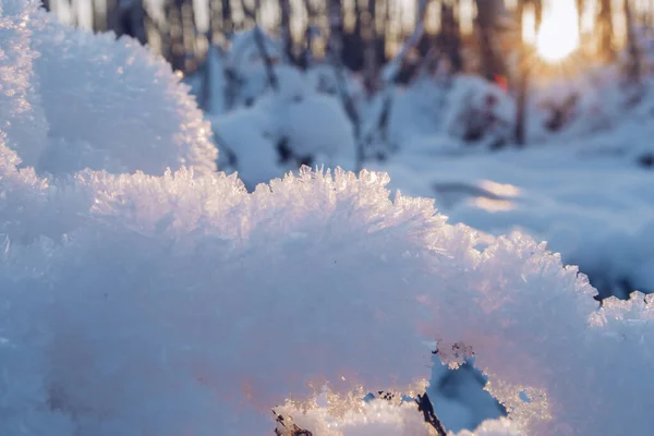 Crystal snow closeup. Snow in the sunset. Cold frosty day blurry background with snow in winter sun beams.