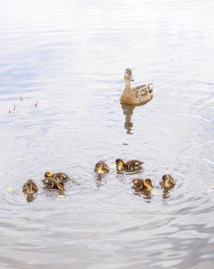 Gölet üzerinde ördek yavrusu ile ördek