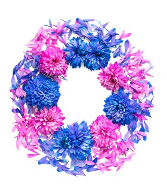 Kasımpatı çiçeği beyaz zemin üzerine