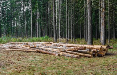 Devrilmiş bir yığın hasta ağaç ormandaki açıklıkta yatıyor. Çevresel sorun, ormansızlaşma.