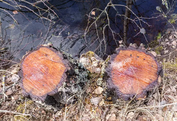 Ağaç Dalları Birikintisinin Yakınındaki Özsuyu Taşır Çevresel Sorun Ormansızlaşma Yukarıdan — Stok fotoğraf