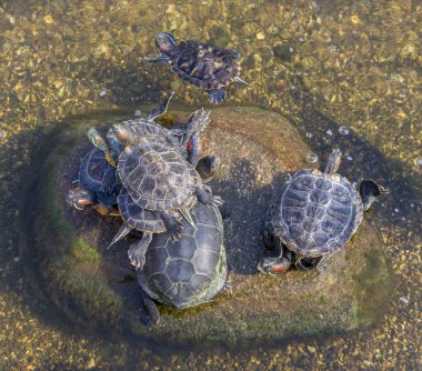 Kaplumbağalar göletteki taşın üzerinde güneşleniyor. Güneşli bir gün