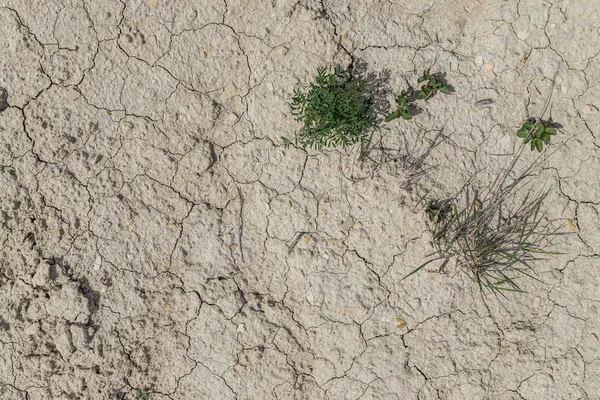 Tráva Vyrůstá Trhlin Zemi Vyprahlých Během Sucha Přirozené Pozadí Slunečný — Stock fotografie