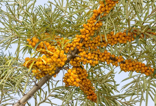 Des Grappes Baies Mûres Sur Une Branche Argousier Plante Médicinale — Photo