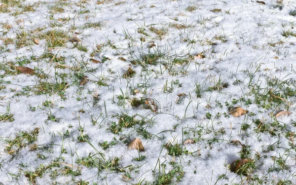 Grass under snow — Stock Photo, Image