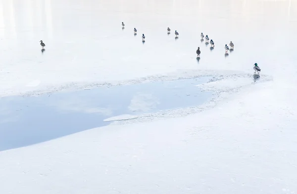 Aves en el estanque — Foto de Stock