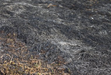 Yangından sonra çimen