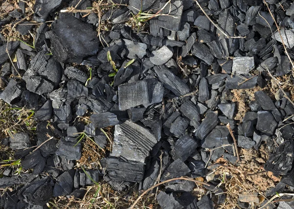 Grass after fire — Stock Photo, Image