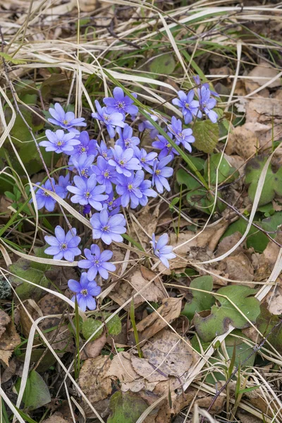 Hepatica fleurs — Photo