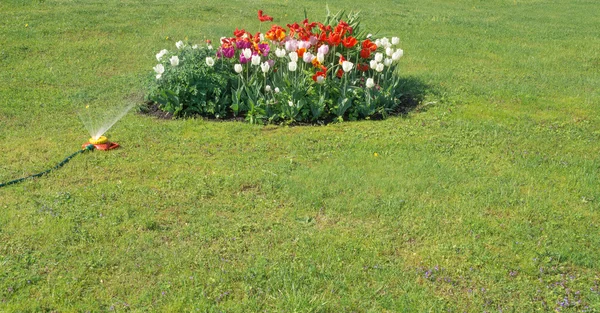 Tulpan blommor — Stockfoto