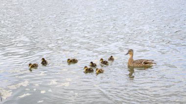 Gölet üzerinde ördek yavrusu ile ördek