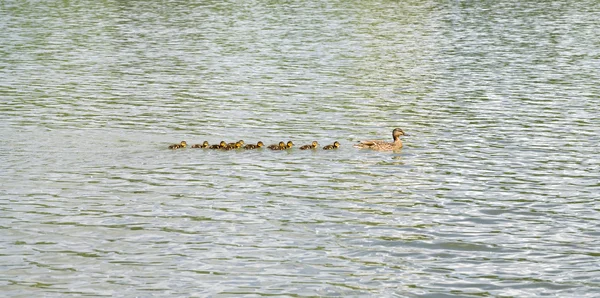 Duck with ducklings on pond — Stock Photo, Image