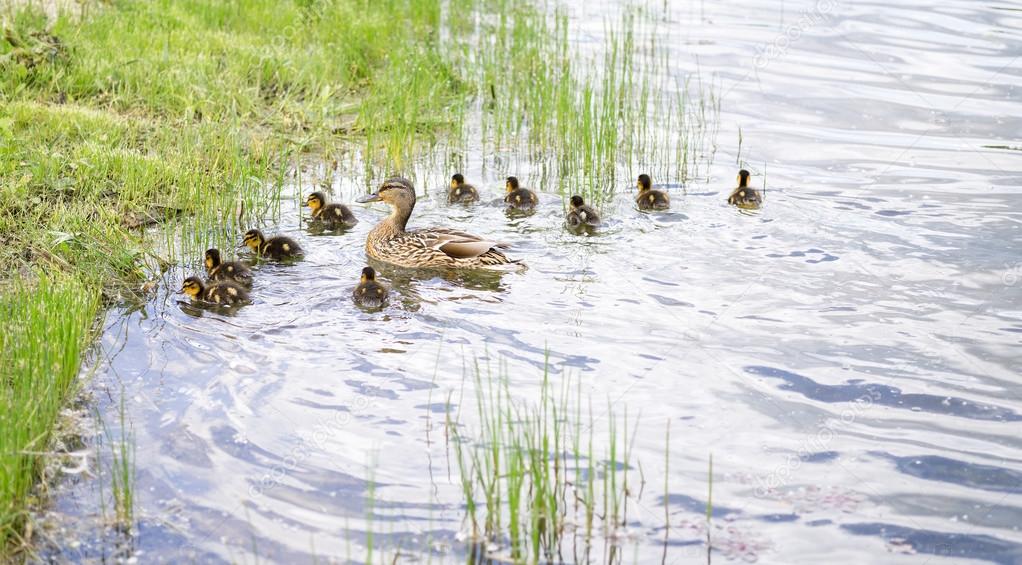 Duck with ducklings on pond