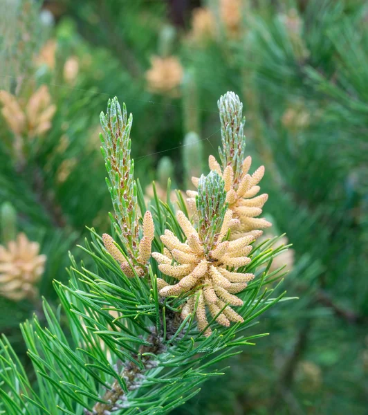 Pinheiro em flor — Fotografia de Stock