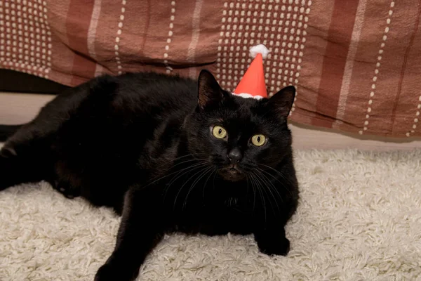 Eine Verärgerte Schwarze Katze Liegt Mit Einem Hausgemachten Weihnachtsmann Auf — Stockfoto