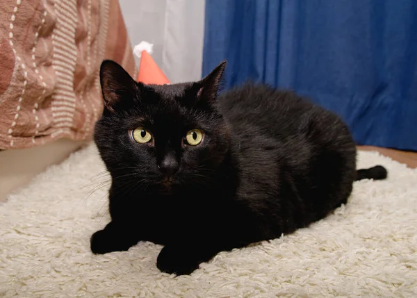 Пушистая Черная Кошка Лежит Самодельной Шляпой Санты Голове — стоковое фото