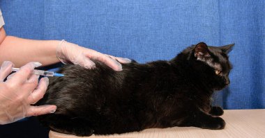 Eldivenli veteriner evcil kara kediye iğne yapıyor.