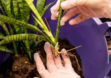 Transplanting a houseplant Sansevieria by a woman with gloved hands, separating out the detachments clipart