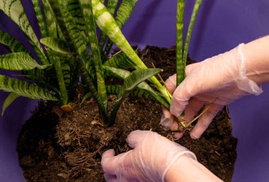 Eldivenli bir kadının Sansevieria 'yı nakletmesi, müfrezeleri ayırması...