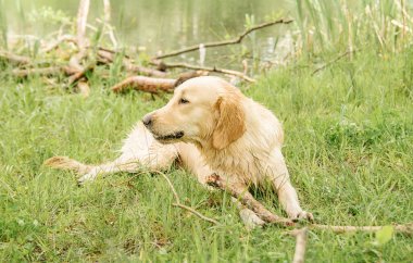 Kirli ve ıslak Golden Retriever köpeği gölün kenarındaki çimlere uzanıyor ve ağaçtan büyük bir sopa kemiriyor.
