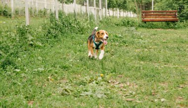 Küçük safkan av köpeği yürüme alanında koşuyor.