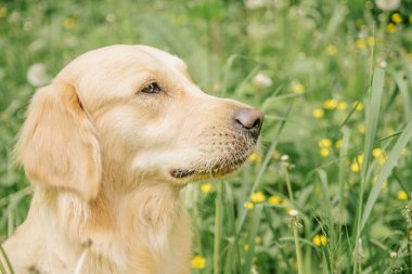 Ciddi bir ağızlık takmış Golden Retriever köpeği yeşil çimlerde ve karahindibalarda oturuyor.