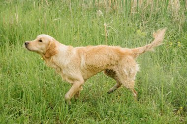 Golden retriever cinsinin kirli ve ıslak bir köpeği göletin kenarındaki yeşilde duruyor ve kendini sallıyor.