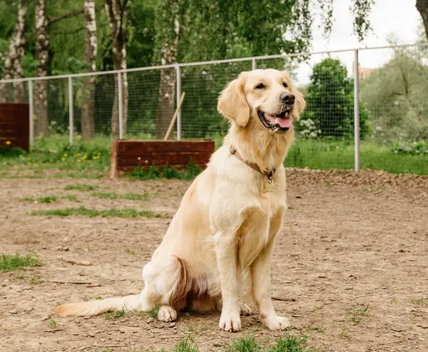 Golden Retriever Perro Realiza Comando Sentarse Área Paseo Del Perro — Foto de Stock