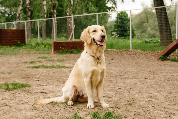 Golden Retriever Perro Realiza Comando Sentarse Área Paseo Del Perro — Foto de Stock