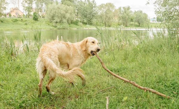 Brudny Mokry Pies Rasy Golden Retriever Stoi Przyrodzie Zieleni Nad — Zdjęcie stockowe
