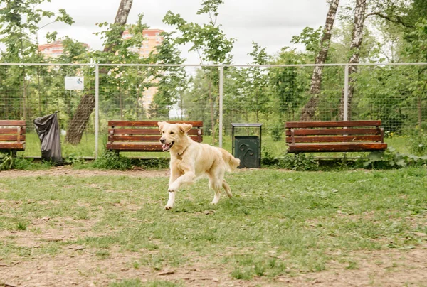 Чистая Красивая Собака Золотистый Ретривер Счастливо Бежит Вдоль Выгула Собаки — стоковое фото
