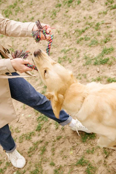 Purered Beau Chien Golden Retriever Joue Tenant Jouet Dans Ses — Photo