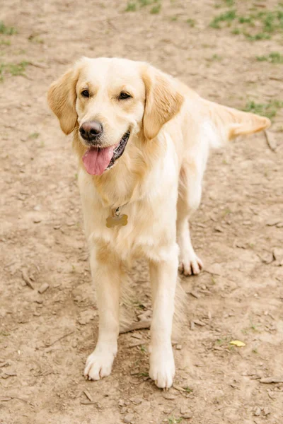 Pura Raza Hermoso Perro Golden Retriever Encuentra Centro Una Zona — Foto de Stock