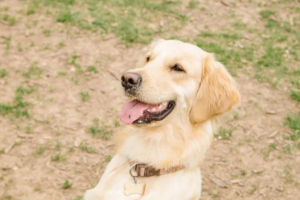 Perro Crianza Golden Retriever Sienta Sonríe Cutely Con Lengua Colgando — Foto de Stock