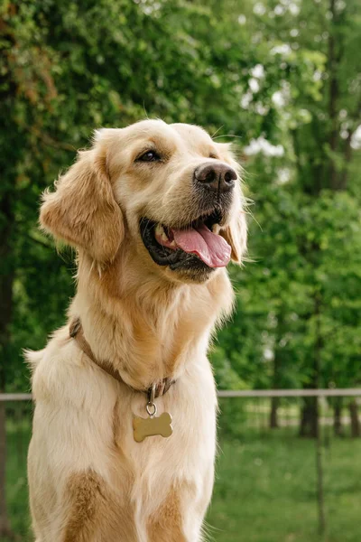 一只金发碧眼的狗坐着 用舌头伸出来 笑得很可爱 — 图库照片