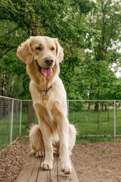 Dog Breed Golden Retriever Sits Training Log Smiles Cutely His — Stock Photo, Image