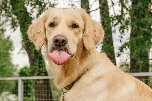 Dog Breed Golden Retriever Sitting Showing Tongue — Stock Photo, Image